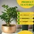 Ecofynd Metal Plant Pots with Drainage Hole, Home Garden Planter for Living Room Bedroom Interior (Gold Finish, POT016)