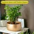 Ecofynd Metal Plant Pots with Drainage Hole, Home Garden Planter for Living Room Bedroom Interior (Gold Finish, POT016)
