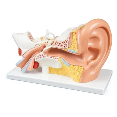 ConXport Enlarged Human Ear Model for ENT & Biology Education Displays External Middle Inner Structures Hearing Balance