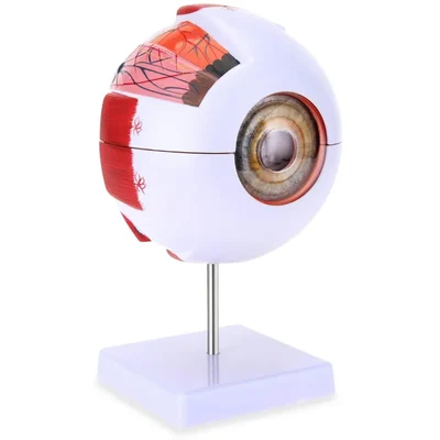 ConXport 6X Magnification Giant Human Eye Anatomy Model with Detachable Parts for Ophthalmology & Biology Training