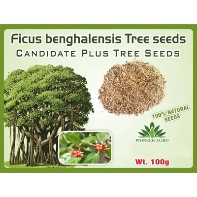 Pioneer Agro Banyan Tree Seeds (Ala Maram Vithaigal) 100g Pack | For Sacred Greening, Bonsai & Ecological Restoration