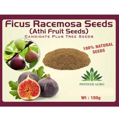Pioneer Agro Ficus Racemosa Seeds (Athi / Country Fig / Cluster Fig) 100g Pack For Medicinal Farming, Sacred Greening