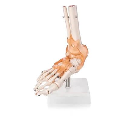 ConXport Life-Size Flexible Foot Ankle Model with Ligaments for Medical Education Functional Joint Motion Study