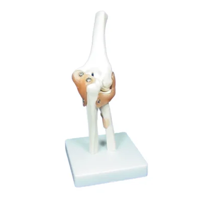 Labgo Functional Elbow Joint Model Human Skeleton Anatomical Flexible Ligaments Professional Demonstrations