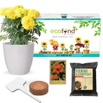 Ecofynd GROWKIT009 Grow Kit Of Marigold Flower DIY Easy Grow it Yourself Gardening Kit for Home And Garden 
