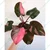 Calathea Triostar & Philodendron Pink Princess Plants Combo Pack With Pots Used For Both Indoor & Outdoor Planting