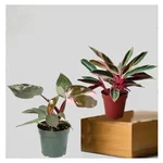 Calathea Triostar & Philodendron Pink Princess Plants Combo Pack With Pots Used For Both Indoor & Outdoor Planting