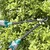Total Lopper THT1527401 For Garden Purpose, Tree Branch Cutter