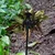 Redbuild 4-Claw Garden Weeding Tool made of High Carbon Steel with Wooden Handle, Used for Lawn and Garden