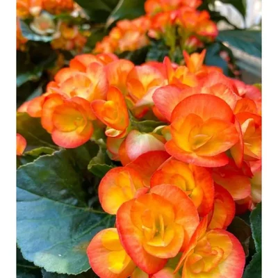Gendinsh Begonia Flower Plants Bulbs For Outdoor Gardening(Pack-2 pcs)