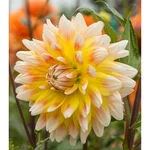 Gebdinsh Biocolor Dahlia Flower Plants Bulbs For Outdoor Gardening