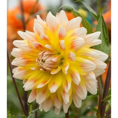Gebdinsh Biocolor Dahlia Flower Plants Bulbs For Outdoor Gardening(Pack-2 pcs)