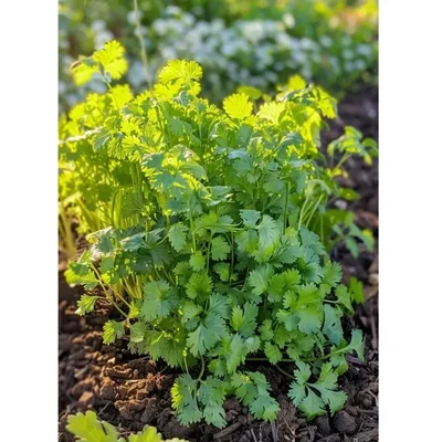 Gebdinsh Coriander/Cilantro Liesure Herbs Seeds For Your Home Garden