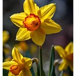 Gebdinsh Daffodil Flower Plants Bulbs For Outdoor Gardening