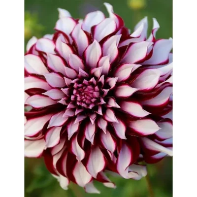 Gebdinsh Dahlia Dinnerplate Flower Plants Bulbs For Outdoor Gardening(Pack-2 pcs)