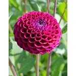 Gebdinsh Dahlia Pompom Flower Seeds For Kitchen Gardening