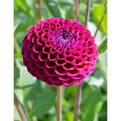 Gebdinsh Dahlia Pompom Flower Seeds For Kitchen Gardening(Pack-2 pcs)
