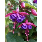 Gebdinsh Dancing Ladies Flower Plants Bulbs For Outdoor Gardening