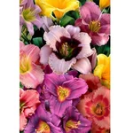 Gebdinsh Daylily Flower Plants Bulbs For Outdoor Gardening