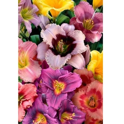 Gebdinsh Daylily Flower Plants Bulbs For Outdoor Gardening(Pack-2 pcs)