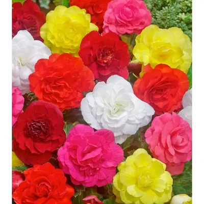 Gebdinsh Double Begonia Flower Plants Bulbs For Outdoor Gardening - Pack of 2