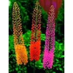 Gebdinsh Foxtail Lily Flower Plants Bulbs For Outdoor Gardening