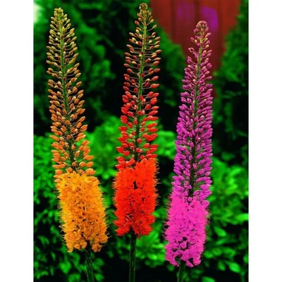 Gebdinsh Foxtail Lily Flower Plants Bulbs For Outdoor Gardening(Pack-2 pcs)