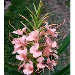 Gebdinsh Ginger Lily Flower Plants Bulbs For Outdoor Gardening