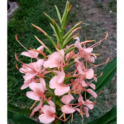 Gebdinsh Ginger Lily Flower Plants Bulbs For Outdoor Gardening(Pack-2 pcs)