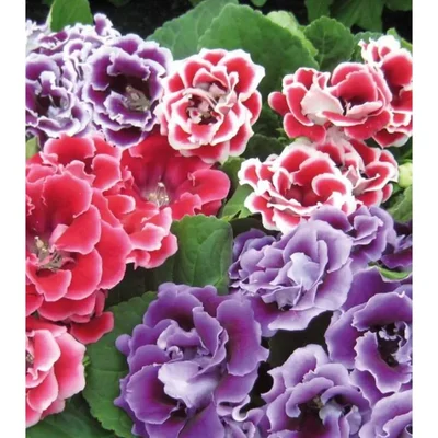Gebdinsh Gloxinia Double Flower Plants Bulbs for Outdoor Gardening - Pack of 5