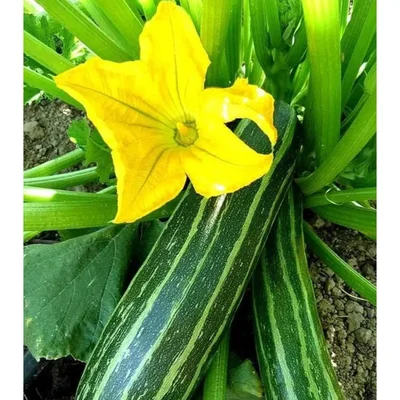 Gebdinsh Green Squash/Zucchini Vegetables Seeds For Kitchen Gardening