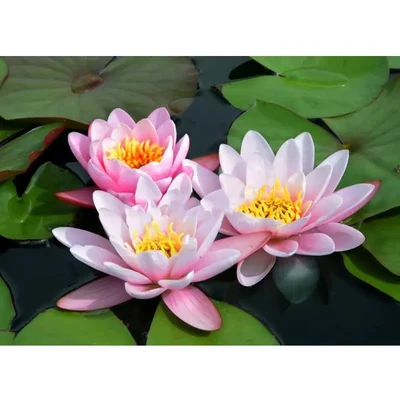 Gebdinsh Imported Lotus/Water Lily Flower Seeds For Gardening (Baby Pink)