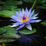 GEBDINSH Lotus/Water Lily Flower Seeds ( 60-70 Seed Per Packet) For Gardening (Blue)