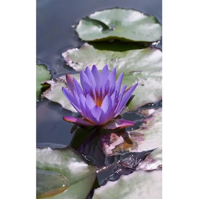 Gebdinsh Imported Lotus/Water Lily Flower Seeds For Gardening (Light Blue)