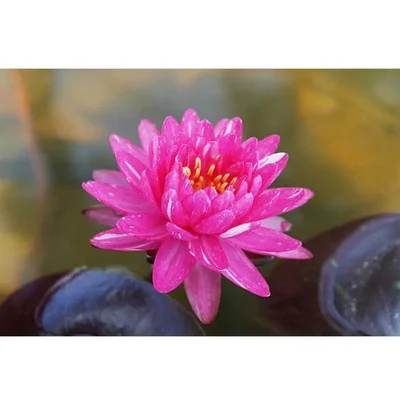 Gebdinsh Imported Lotus/Water Lily Flower Seeds For Gardening (Magenta)