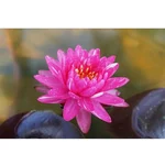 Gebdinsh Imported Lotus/Water Lily Flower Seeds For Gardening (Magenta)