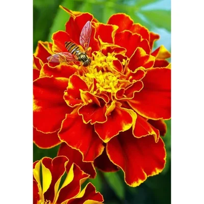 Gebdinsh Imported Marigold French Flower Seeds For Kitchen Gardening