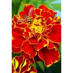 Gebdinsh Imported Marigold French Flower Seeds For Kitchen Gardening