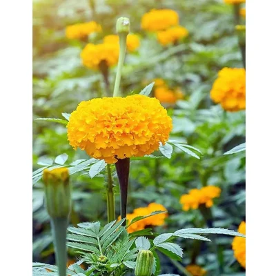 Gebdinsh Imported Marigold Yellow Flower Seeds For Kitchen Gardening