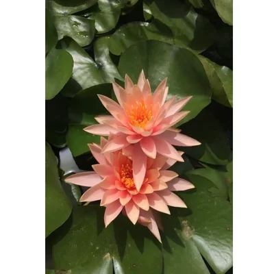Gebdinsh Imported Lotus/Water Lily Flower Seeds For Gardening (Orange)