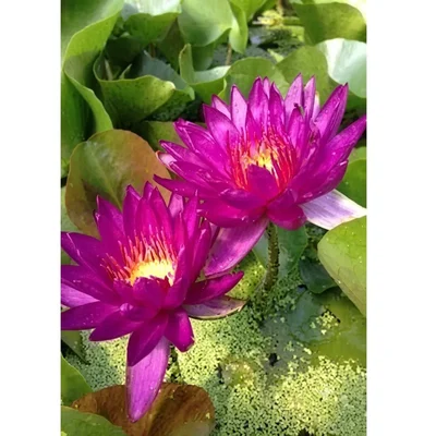 Gebdinsh Imported Lotus/Water Lily Flower Seeds For Gardening (Pink)