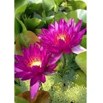 Gebdinsh Imported Lotus/Water Lily Flower Seeds For Gardening (Pink)