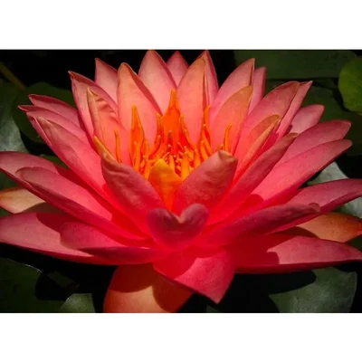 Gebdinsh Imported Lotus/Water Lily Flower Seeds For Gardening (Red)