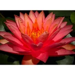 Gebdinsh Imported Lotus/Water Lily Flower Seeds For Gardening (Red)