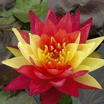Gebdinsh Imported Lotus/Water Lily Flower Seeds For Gardening (Red & Yellow)