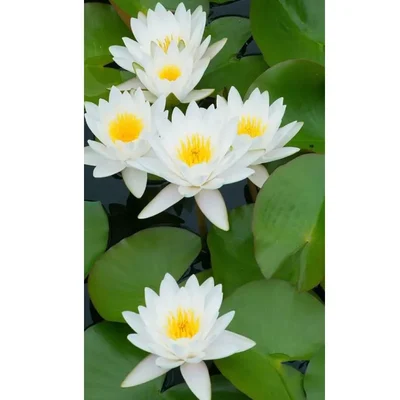 Gebdinsh Imported Lotus/Water Lily Flower Seeds For Gardening (White)