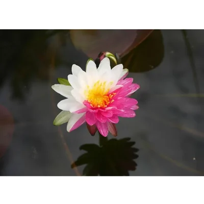 Gebdinsh Imported Lotus/Water Lily Flower Seeds For Gardening (White & Pink)