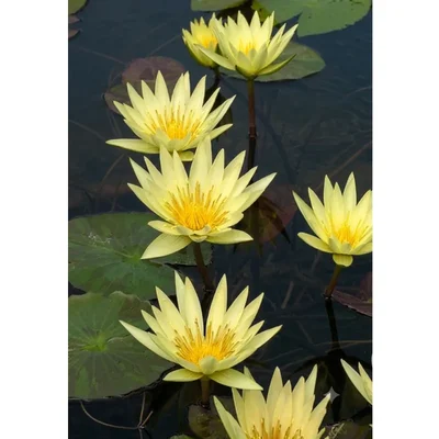 Gebdinsh Imported Lotus/Water Lily Flower Seeds For Gardening (Yellow)