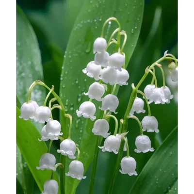 Gebdinsh Lily Of The Valley Flower Seeds for Home and Gardening