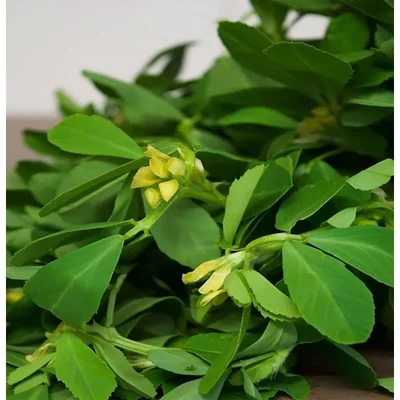 Gebdinsh Methi/Fenugreek Leafy Vegetables Seeds For Gardening